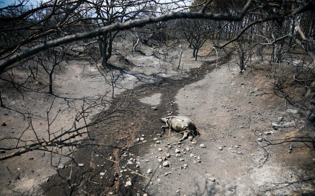 Incendios en Córdoba. Tres factores para la devastación